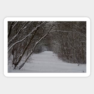 snow uk 2018 tree tunnel beast from the east Sticker